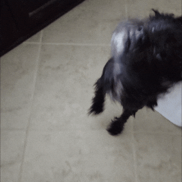 Wet Dog GIF