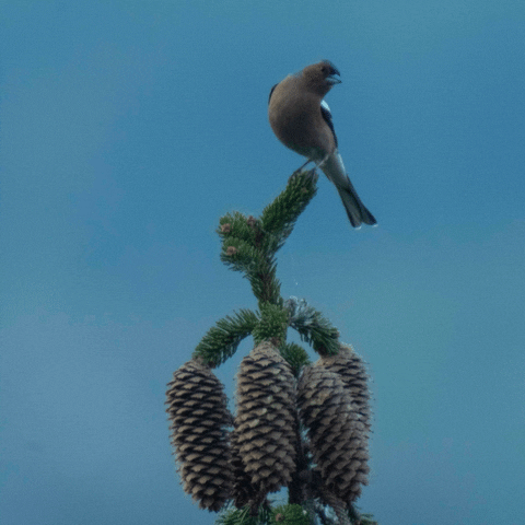 Life GIF