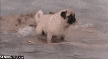 Sea Pug GIF