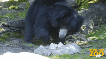 Suspicious Dean Winchester GIF by Brookfield Zoo