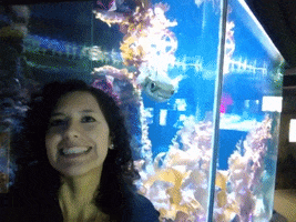 Aquarium GIF