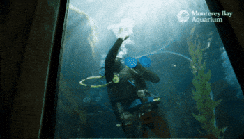 Cleaning Windows GIF by Monterey Bay Aquarium