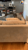 Dog GIF by The Dodo