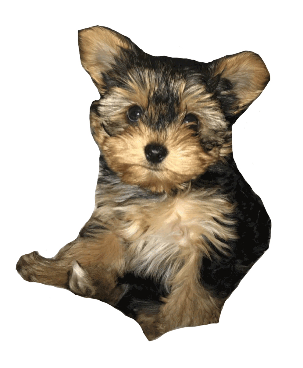 Yorkie Sticker by Pawmiscuous for iOS & Android GIPHY