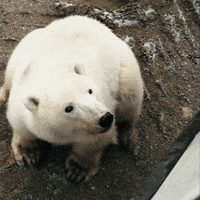 Polar Bear GIF by Travel Manitoba