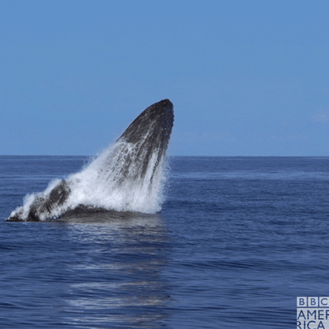 Humpback Whale Crash GIF by BBC America - Find & Share on GIPHY