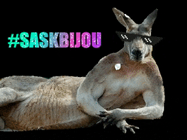 SASK Roeselare GIF