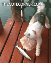 giphy.gif?cid=ecf05e47kad0q4tmi1xgp3ymjz