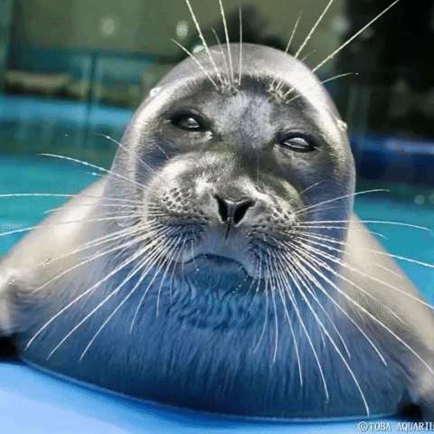 Disappointed Seal GIF