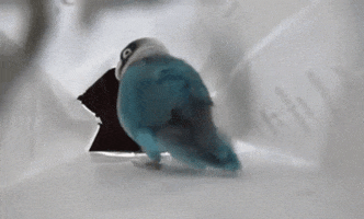 bird running GIF