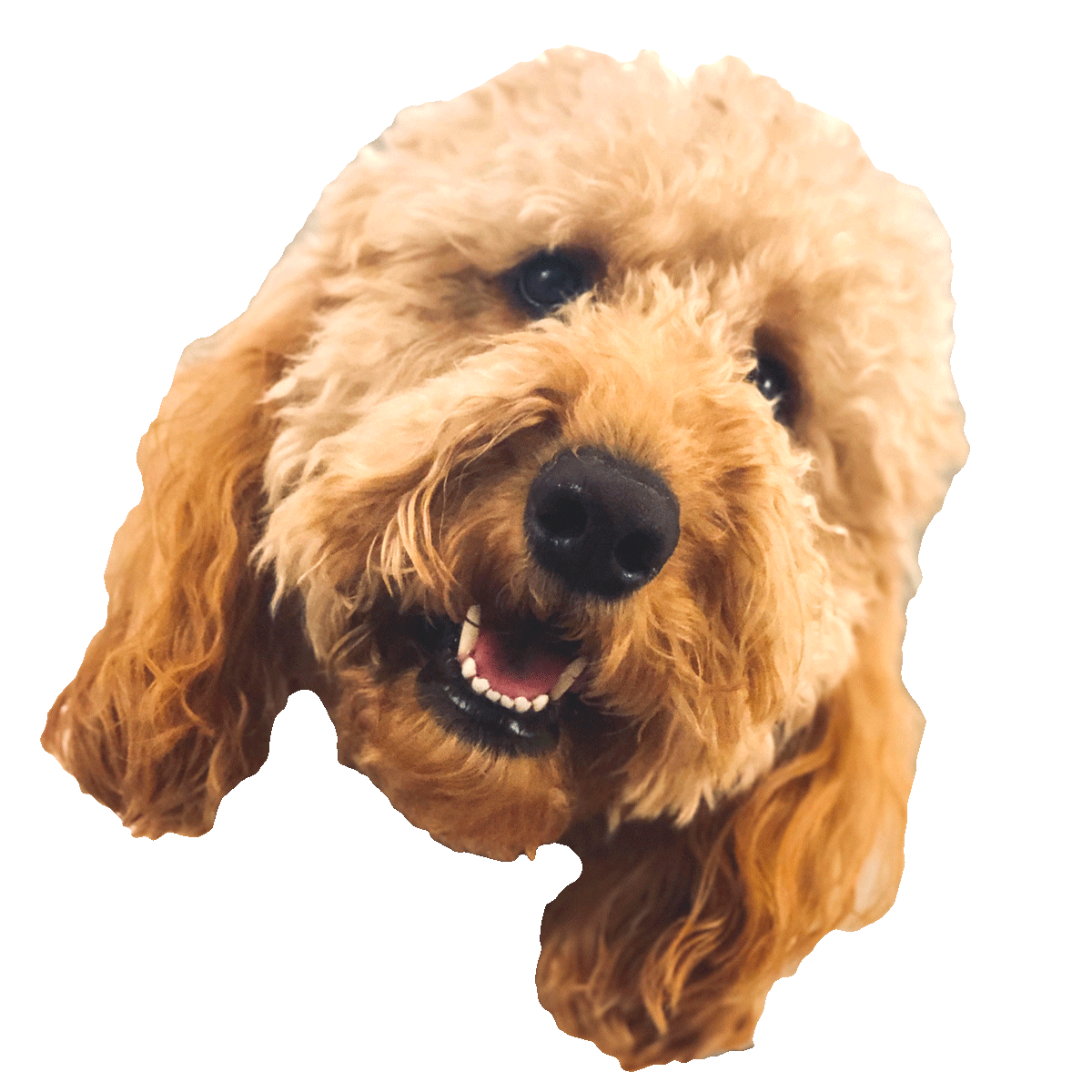 Happy Dog Sticker by cks.design for iOS & Android GIPHY