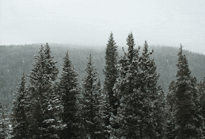Video gif. Tall snowy trees wiggle slightly back and forth.