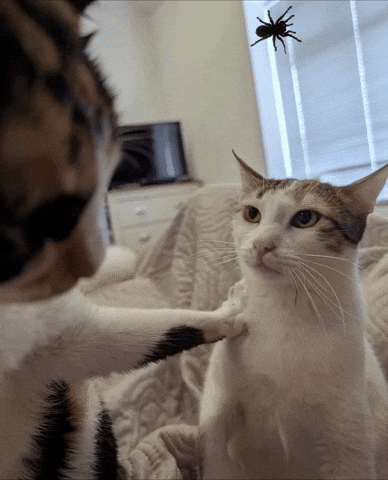 Cat Car GIF