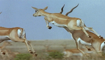 Springbok GIFs - Get the best GIF on GIPHY