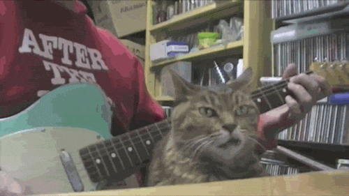  cat guitar annoyed GIF