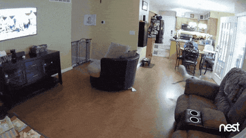 confused what's happening GIF by Nest