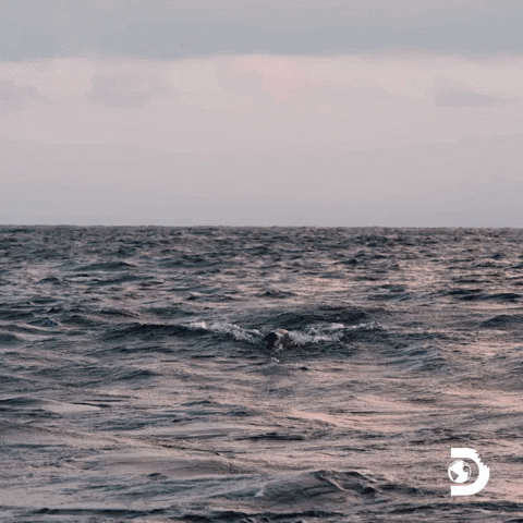 Travel Ocean GIF by Shark Week