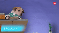 "Brooklyn" Starring Pups