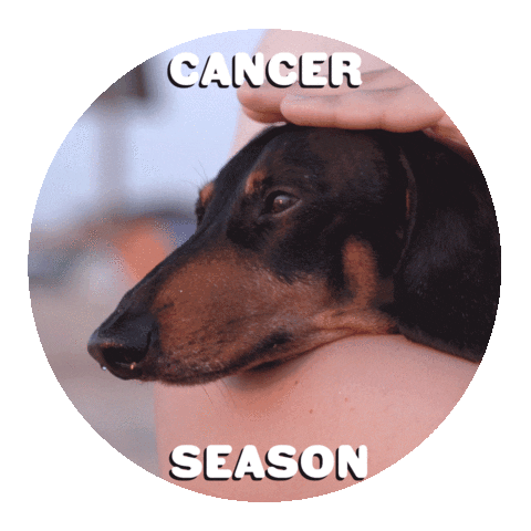Zodiac Sign Dog Sticker by Sealed With A GIF