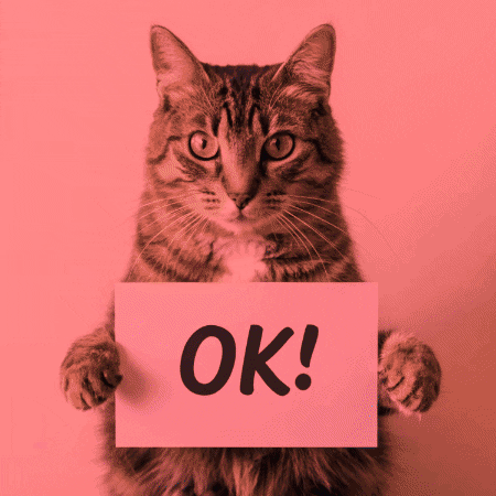 Crazy Cat Ok GIF by Gallery.fm