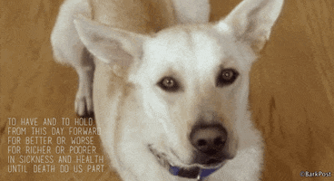 dog love GIF by The BarkPost 
