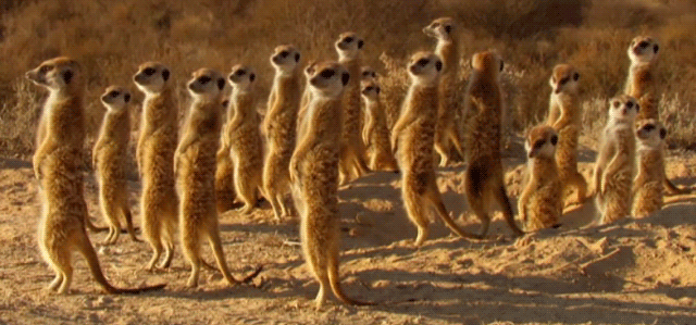Watch Meerkats GIF - Find & Share on GIPHY