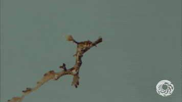 Sea Dragon Seahorse GIF by Monterey Bay Aquarium