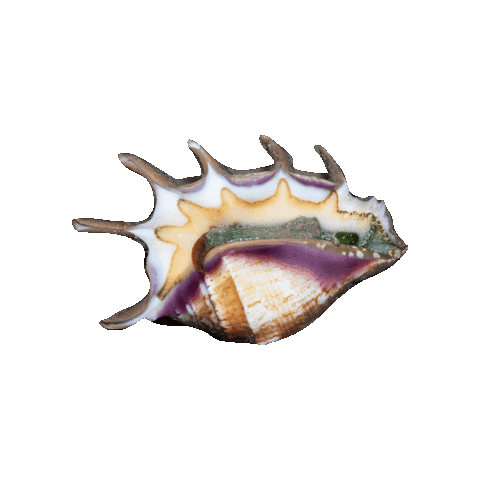 Shell Sticker