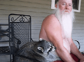 Video gif. Huge raccoon shares a metal chair with a shirtless white-bearded man, grabbing the man's arm and trying to gnaw on his arm, as the man says "ow."