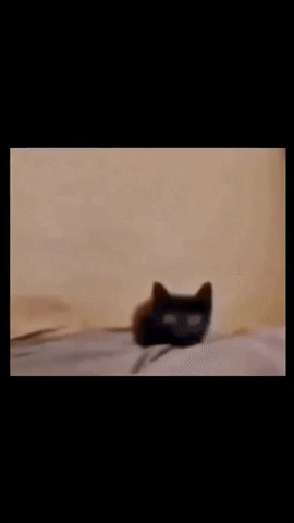 Cat GIF