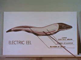 scottok filmstrip electric eel science film GIF
