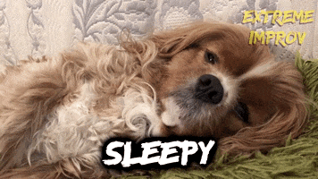 Tired King Charles Cavalier Spaniel GIF by Extreme Improv