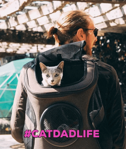 Cats Catdad GIF by Your Cat Backpack