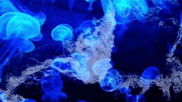 Sea Jellyfish GIF