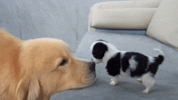 Dog GIF