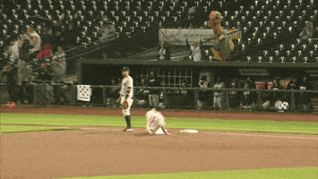 Great Lakes Loons GIF