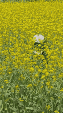 Motogirl GIF