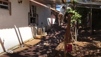 Curacao Rescue Cat GIF by Pippi's opvang