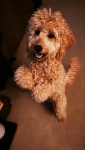 Dance GIF