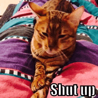 Bengal Cat Shut Up GIF
