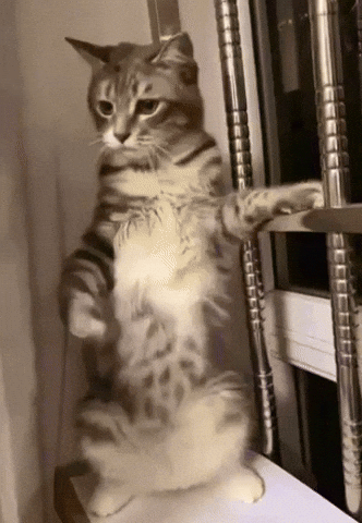 Hello Kitty Dancing GIF