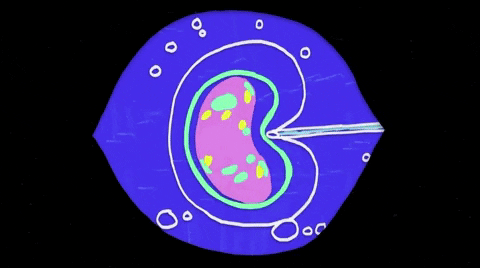 Cell Division Mind Blown GIF by Massive Science - Find & Share on GIPHY