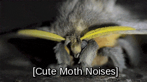 moths meme gif