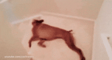 dog jumps GIF