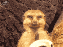 meerkat GIF