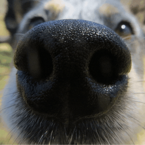 Copper's Dream Rescue GIF