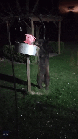Bear Funny Animals GIF by Storyful