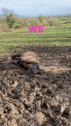 WhizzyInternet horse rolling muck horse in mud GIF