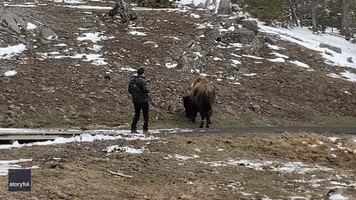 Yellowstone National Park Bison GIF by Storyful