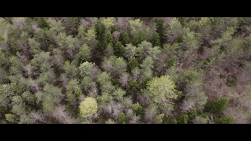 T-Rex Studio GIF